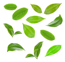 green tea leaf isolated on white background