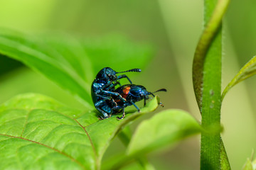 Naklejka premium Insects that are about to breed during breeding