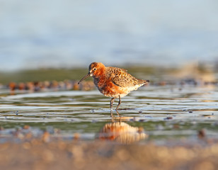 The curlew sandpiper (Calidris ferruginea) in soft morning light