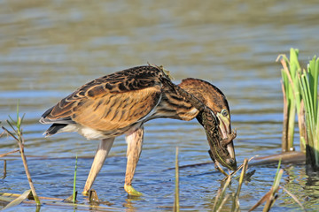 Never give up!.Young little bittern hunting on the reed with frog in beak.