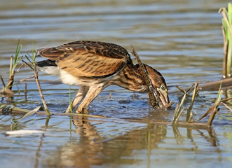 Young little bittern hunting on the reed. Close up scene.