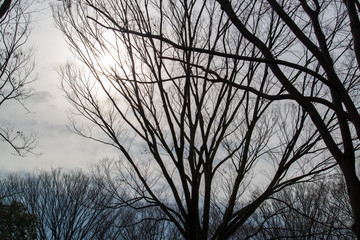 木のシルエット