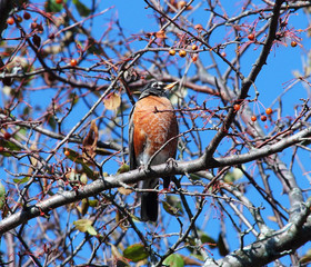 vogel im baum