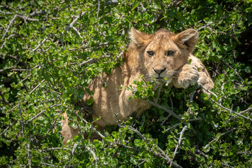 Lion cub lies in tree staring out
