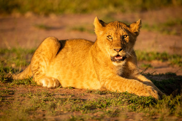 Fototapeta na wymiar Lion cub lies on grass watching camera