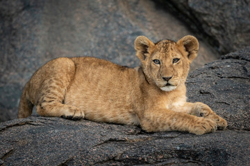 Lion cub lies on rock eyeing camera