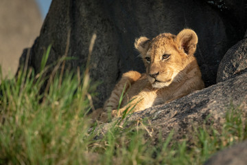 Lion cub lies on rock near grass