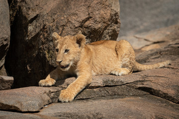 Lion cub lies on rock leaning forward