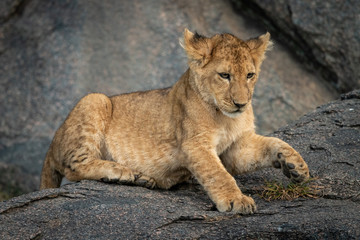 Fototapeta na wymiar Lion cub lies on rock lifting paw