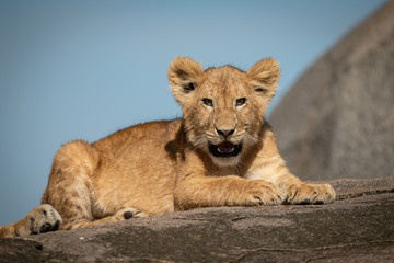 Lion cub lies on rock opening mouth