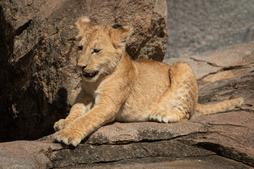 Lion cub lies on rock stretching leg