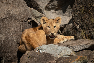 Fototapeta na wymiar Lion cub lies on rocks opening mouth