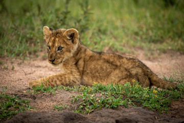 Obraz na płótnie Canvas Lion cub lies on sand looking left