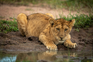 Naklejka na ściany i meble Lion cub lies staring at water hole