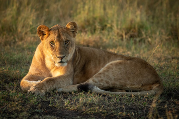 Fototapeta na wymiar Lion cub lies watching camera on grass
