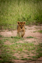 Lion cub lifts foot crossing bare earth
