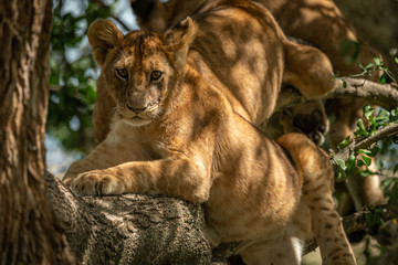 Lion cub on branch in dappled sunlight