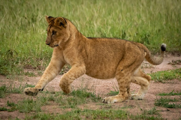 Fototapeta na wymiar Lion cub runs lifting forepaws on grass