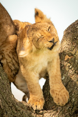 Lion cub shakes its head in tree