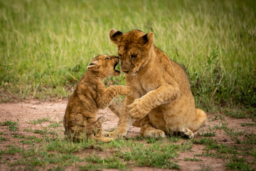Fototapeta na wymiar Lion cub sits baring teeth at another