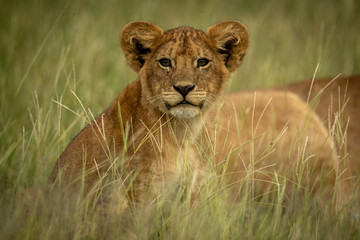 Obraz na płótnie Canvas Lion cub sits by mother in grass