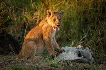 Lion cub sits by skull showing tongue