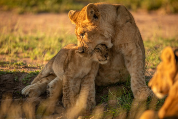 Lion cub sits biting head of another