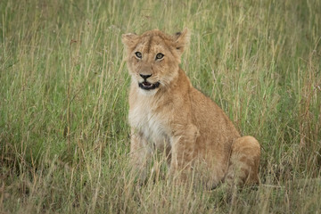 Fototapeta na wymiar Lion cub sits eyeing camera in grass