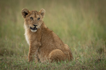 Lion cub sits in grass looking back