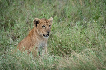 Fototapeta na wymiar Lion cub sits in grass facing right
