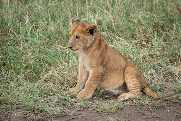 Obraz na płótnie Canvas Lion cub sits in grass looking down