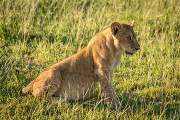 Fototapeta na wymiar Lion cub sits in grass looking right