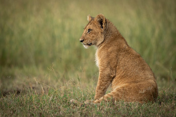 Lion cub sits in grass looking left