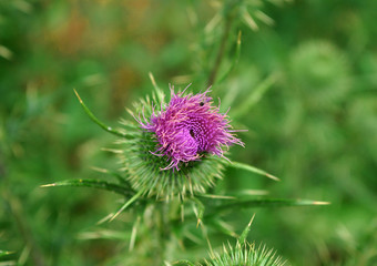 distel