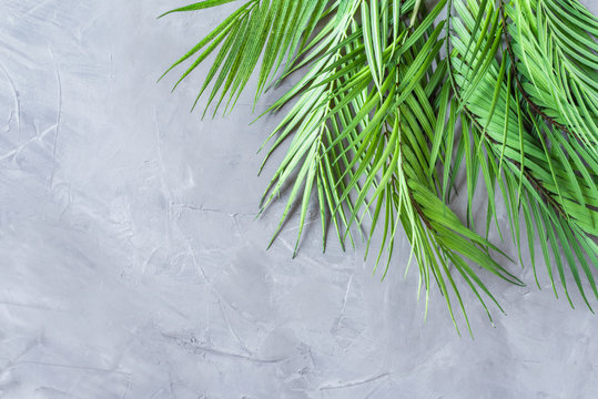 Huge palm leaves on a grey concrete wall background. © flowertiare