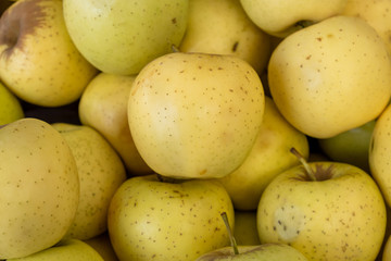 The new harvest yellow apples for sale at the city market