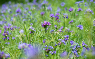 Blumenwiese mit blauen Blumen