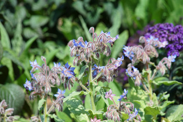 gurkenkraut im garten