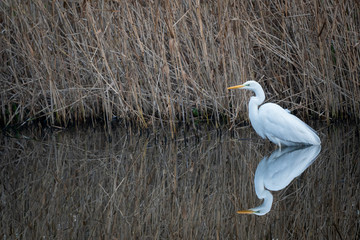 Great white egret near the reed edge of a river