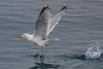 seagull in flight
