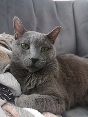 Precioso gato gris azul ruso