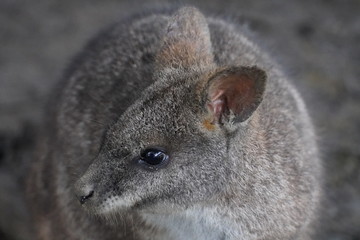 parma wallaby © Colin