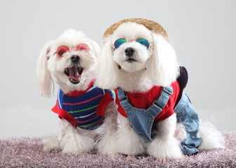 Happy puppies in a photo studio