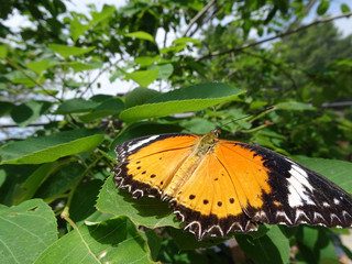 wunderschöner schmetterling