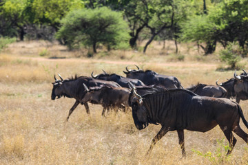 Fototapeta premium herd of wildebeest in africa