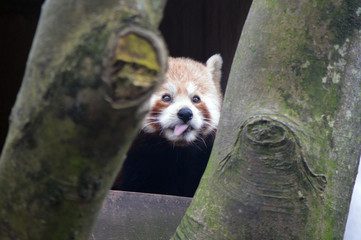 A red panda resting in between two branches with it's tongue out