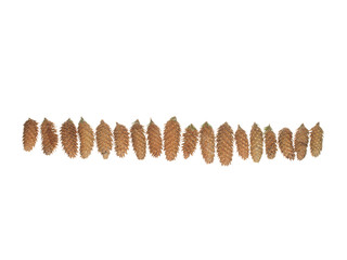 Many spruce cones in a row isolated on white background