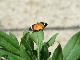 schmetterlng auf blume