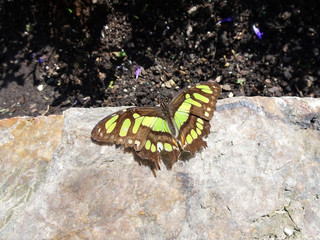 schmetterling auf stein