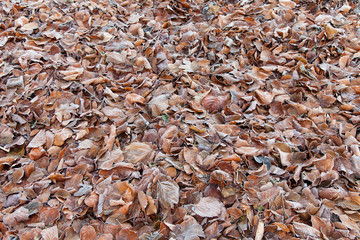 Gefrorene Blätter liegen im Winter auf dem Bodenfrozen leaf leaves 